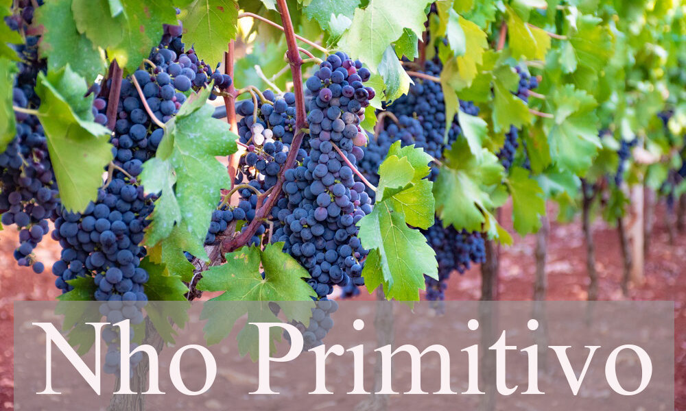 primitivo-grapes