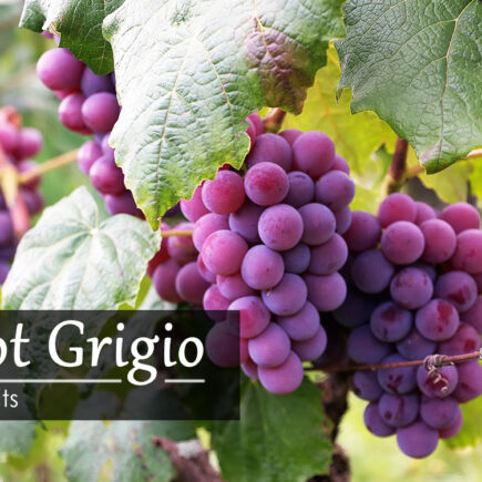 030518-pinot-grigio-wine-facts