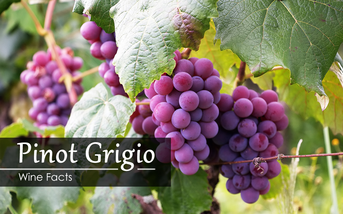 030518-pinot-grigio-wine-facts