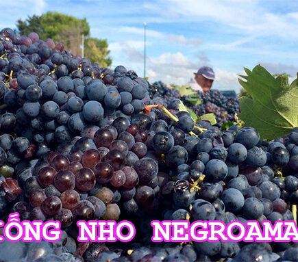 giong-nho-negroamaro-2