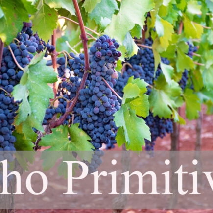 primitivo-grapes