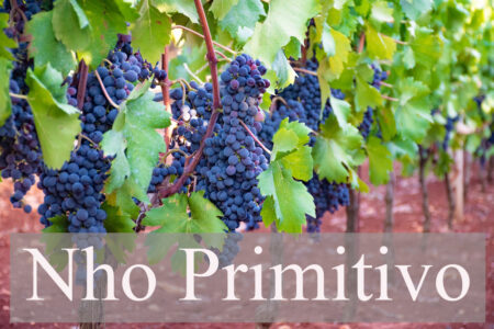 primitivo-grapes